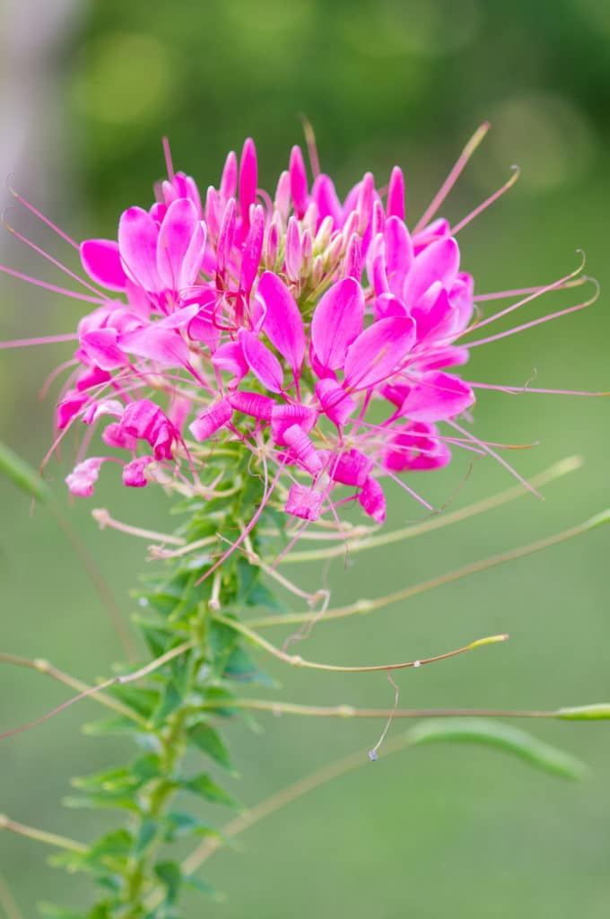 The Spider FLower makes a lovely summer annual!