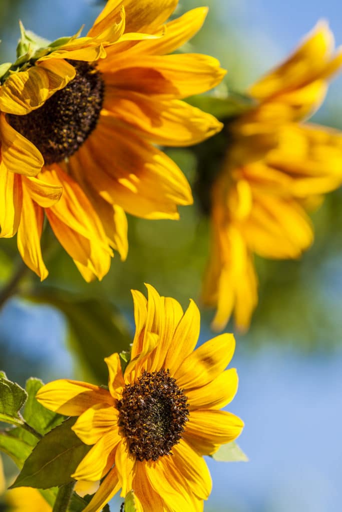 Sunflowers are gorgeous summer-blooming annuals!