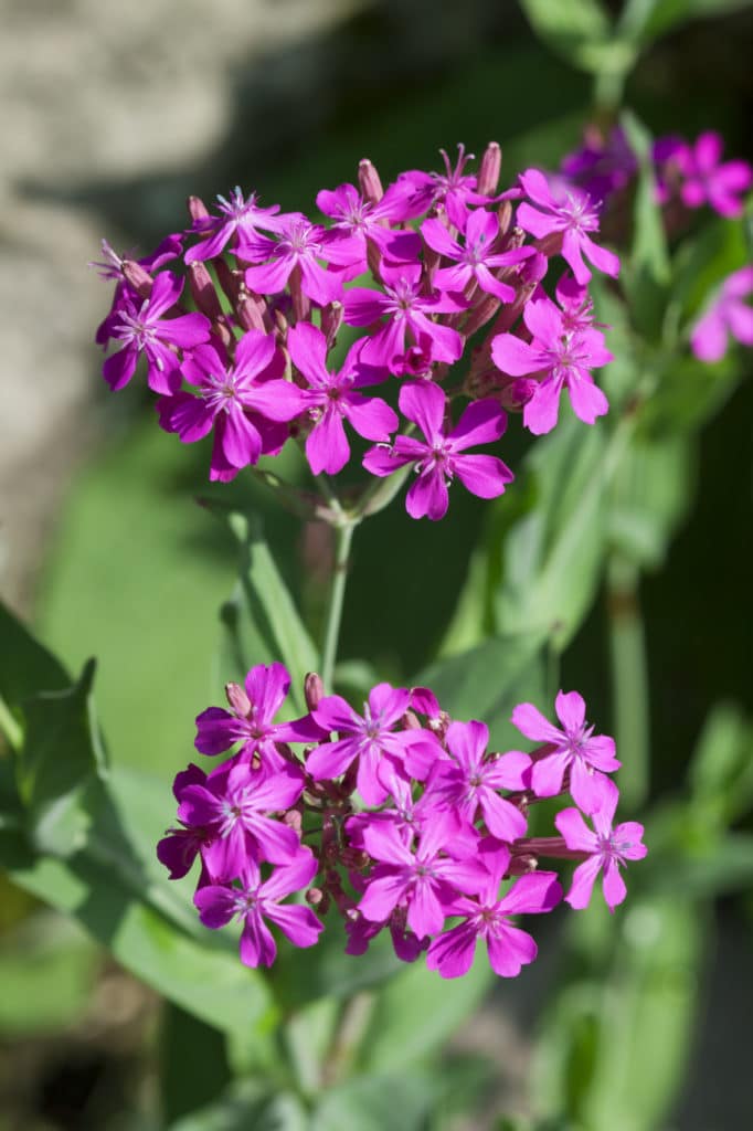 Sumerbena verbena summer annuals