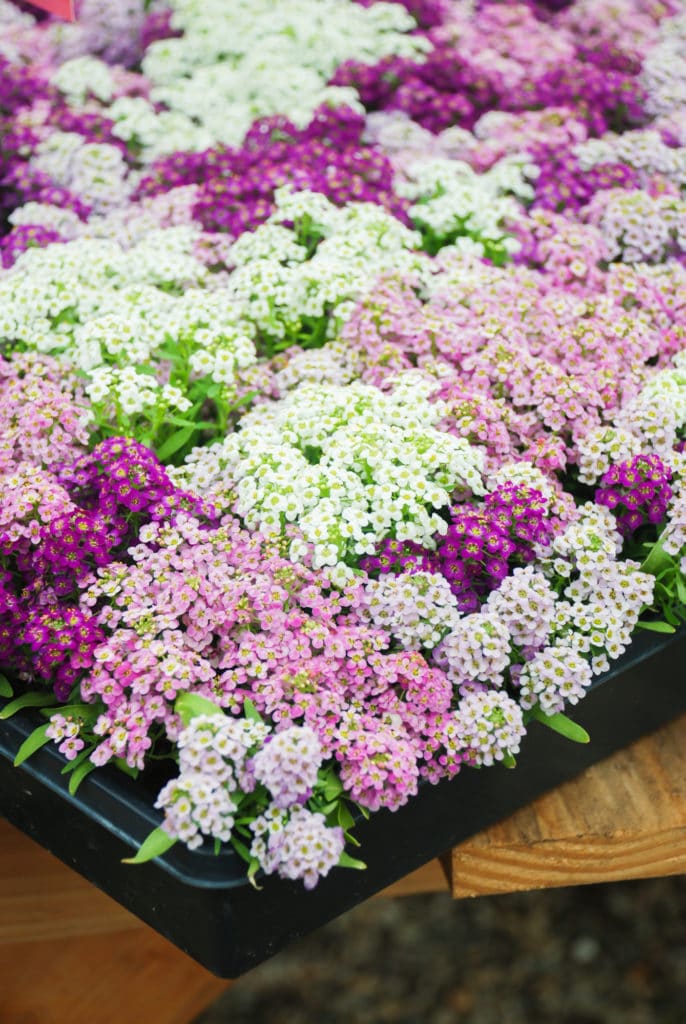 Sweet Alyssum makes a beautiful annual that blooms in the summer!