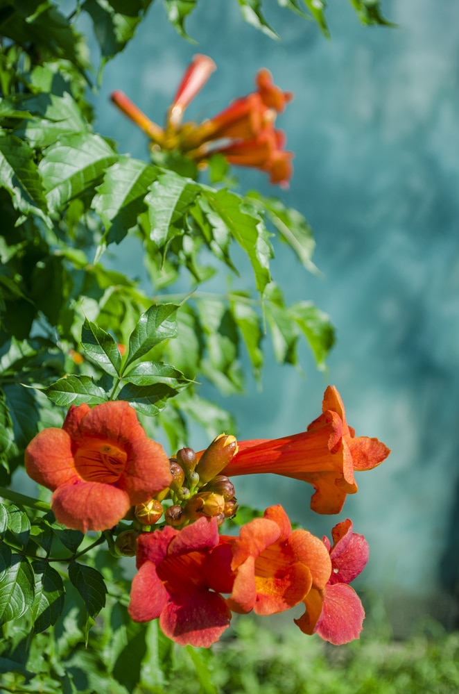 Flowering climbing vines 