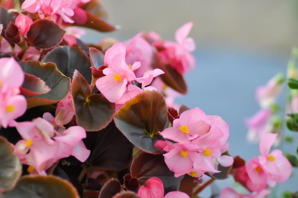 Begonias are beautiful summer annuals!