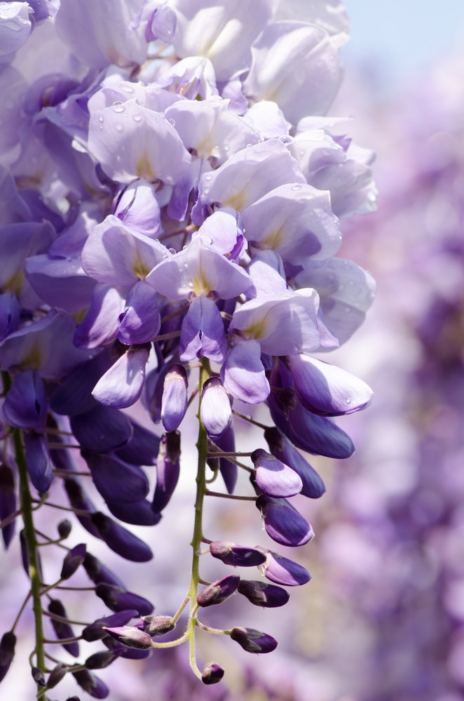 Beautiful flowering vines