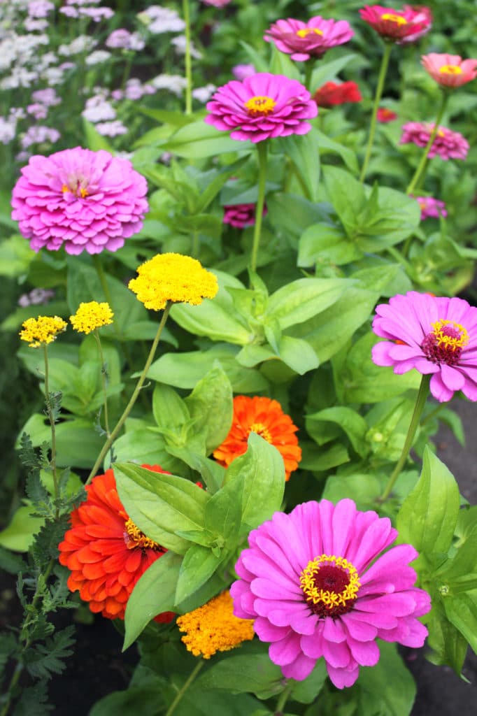 Zinnas are beautiful and long-blooming summer annuals!