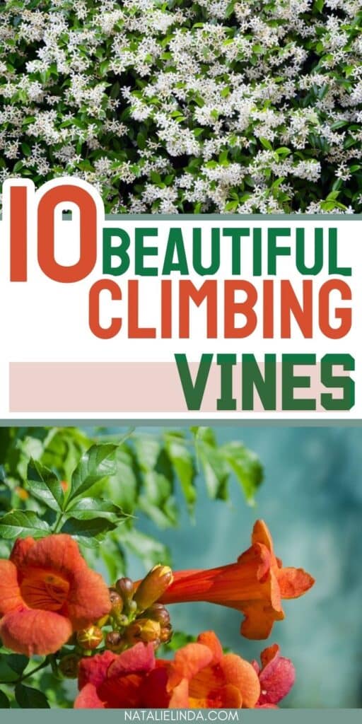 White jasmine vine and orange trumpet vine part of a list of 10 climbing vines