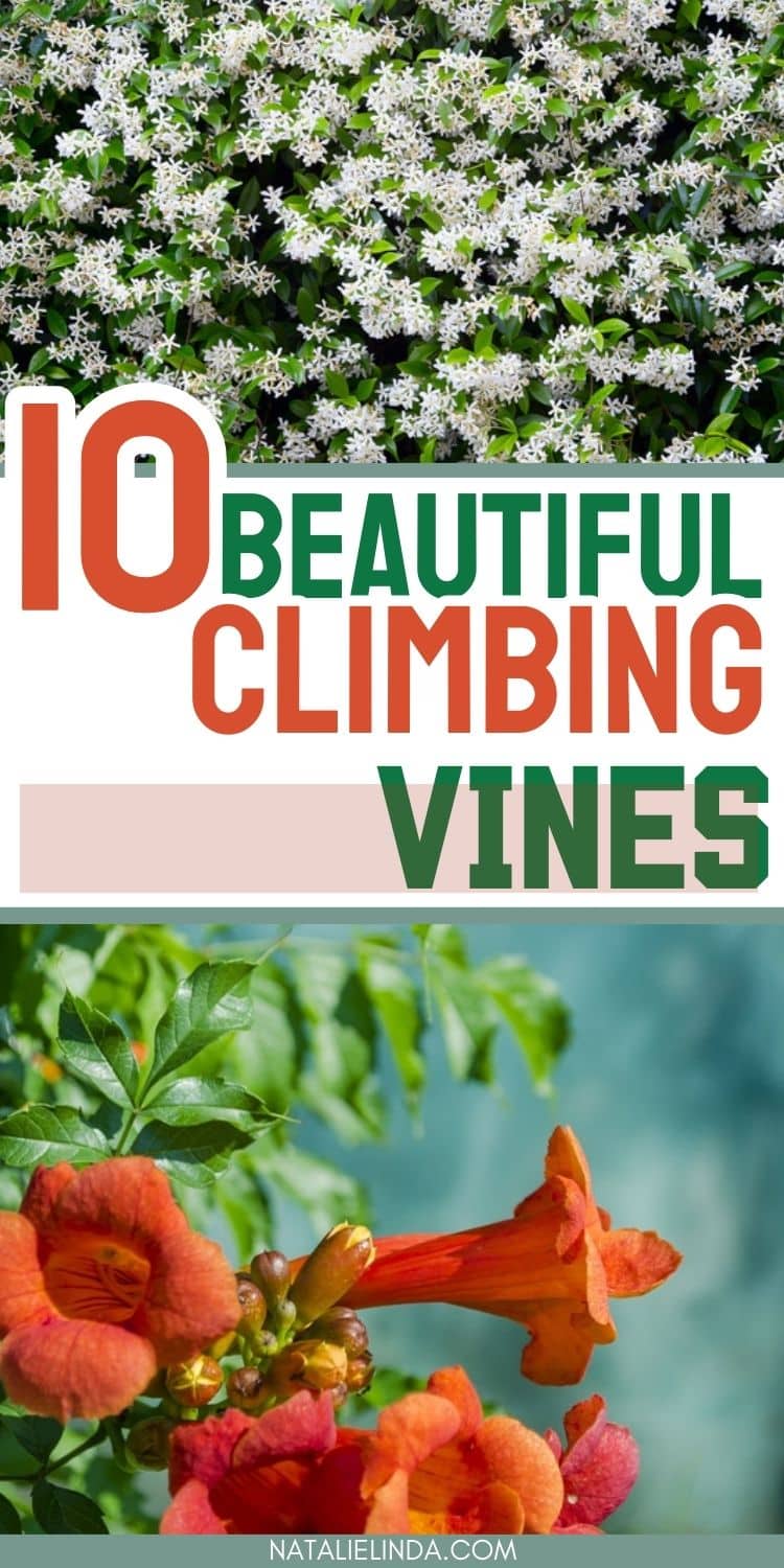 10 Climbing Vines That'll Beautify Your Garden - Natalie Linda