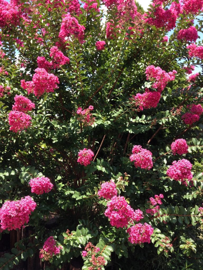 crepe myrtle bushes Natalie Linda