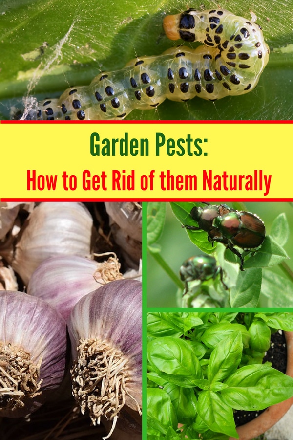 How to Naturally Get Rid of Bugs on Plants