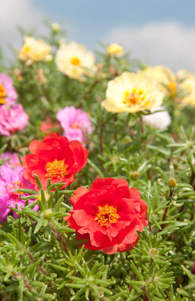 Moss Rose is a beautiful summer-blooming annual!