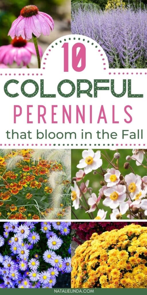 Colorful flower blooms and foliage. Text reads "10 Colorful Perennials that Bloom in the Fall"."