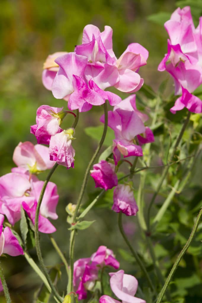 Sweet pea flower makes a beautiful summer-blooming annual!