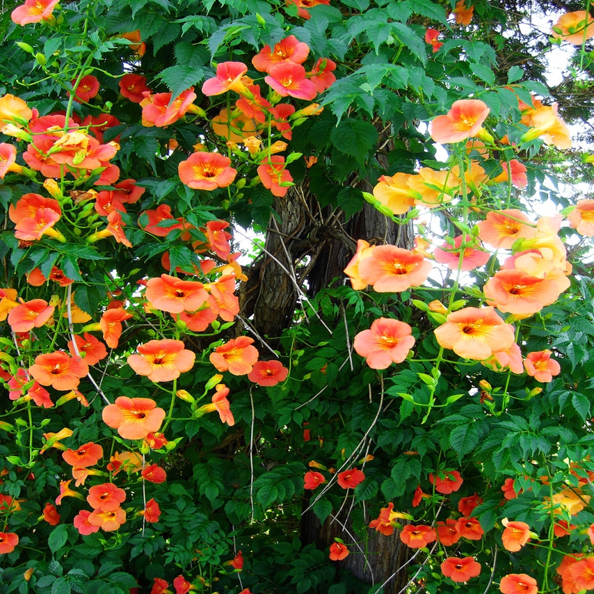 trumpet vine resized - Natalie Linda