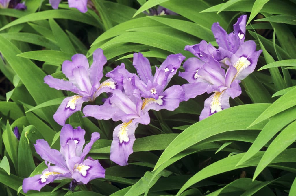 Dwarf Crested Iris is a beautiful shade perennial!