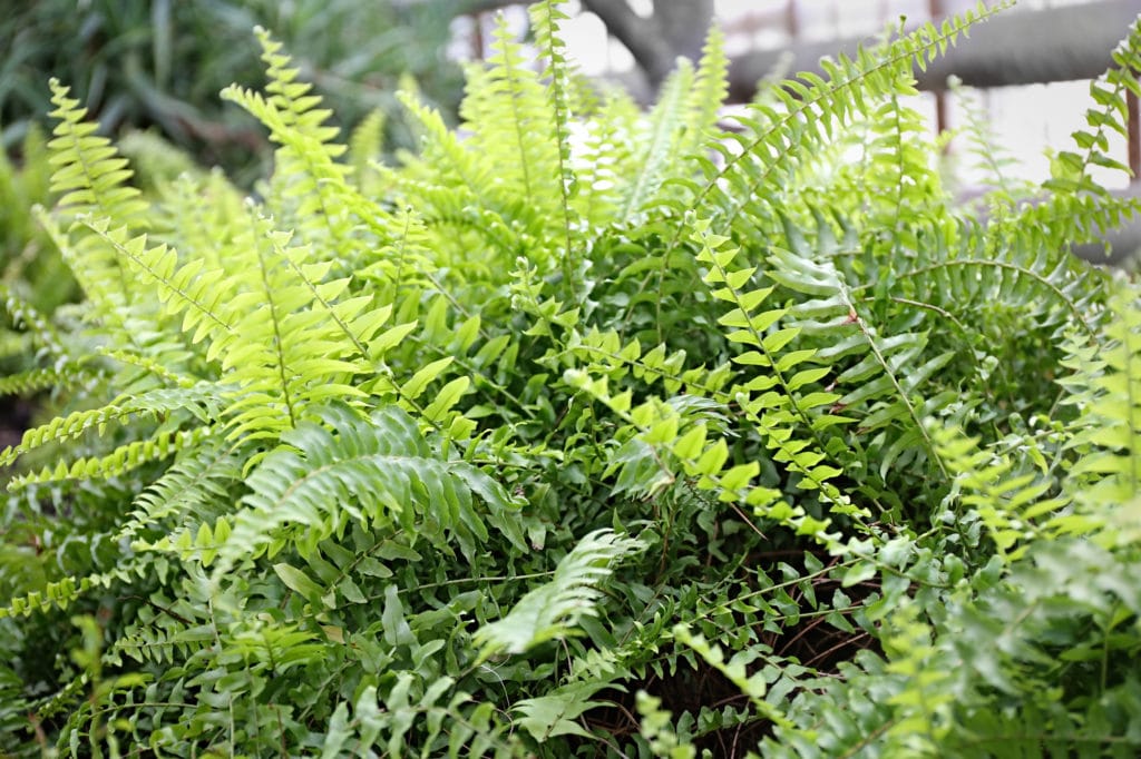 Ferns make beautiful shade perennials!