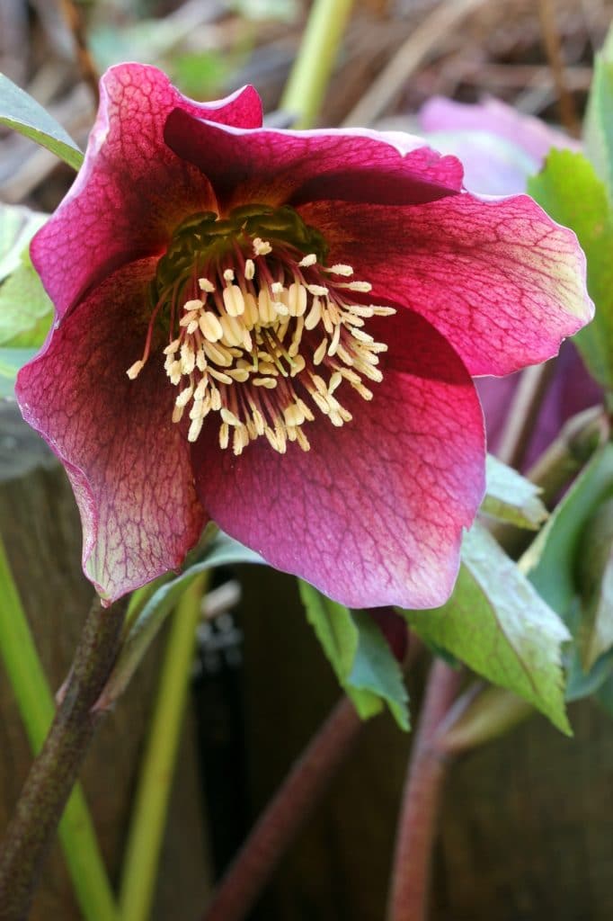 Hellebore flowers are beautiful shade perennials! 