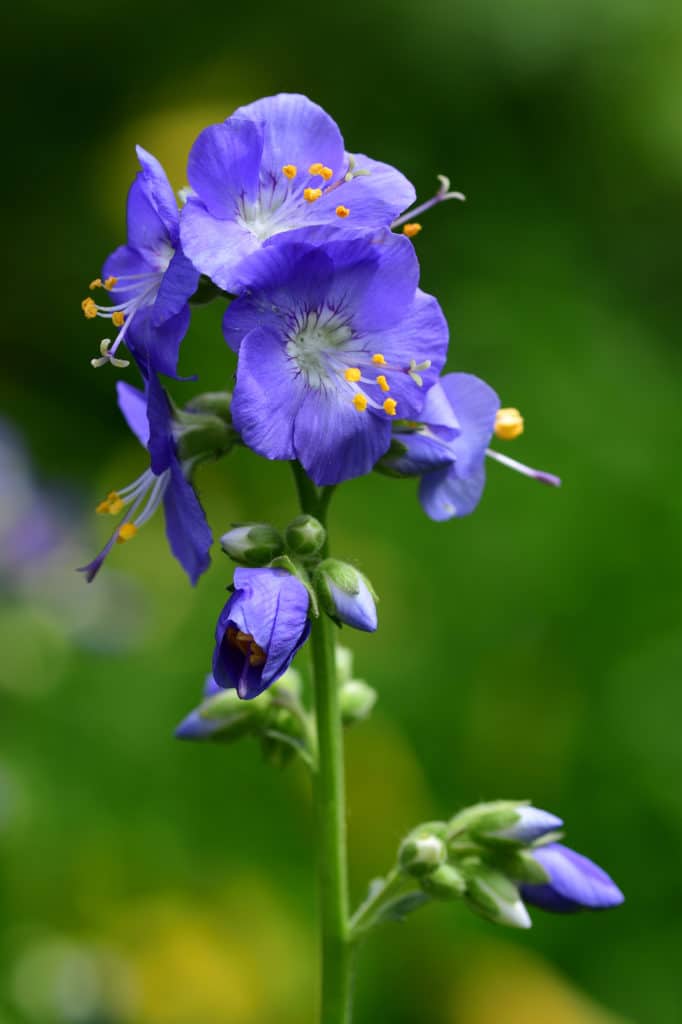 Jacobs Ladder Shade Perennial