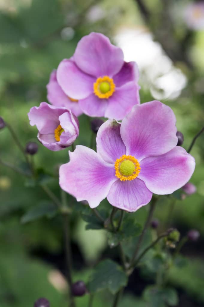 Japanese Anemone is a beautiful shade perennial! 