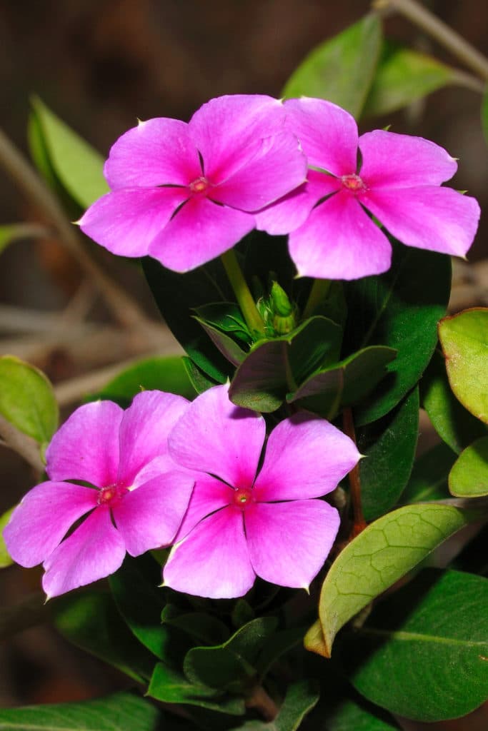 Periwinkle is a beautiful shade perennial! 