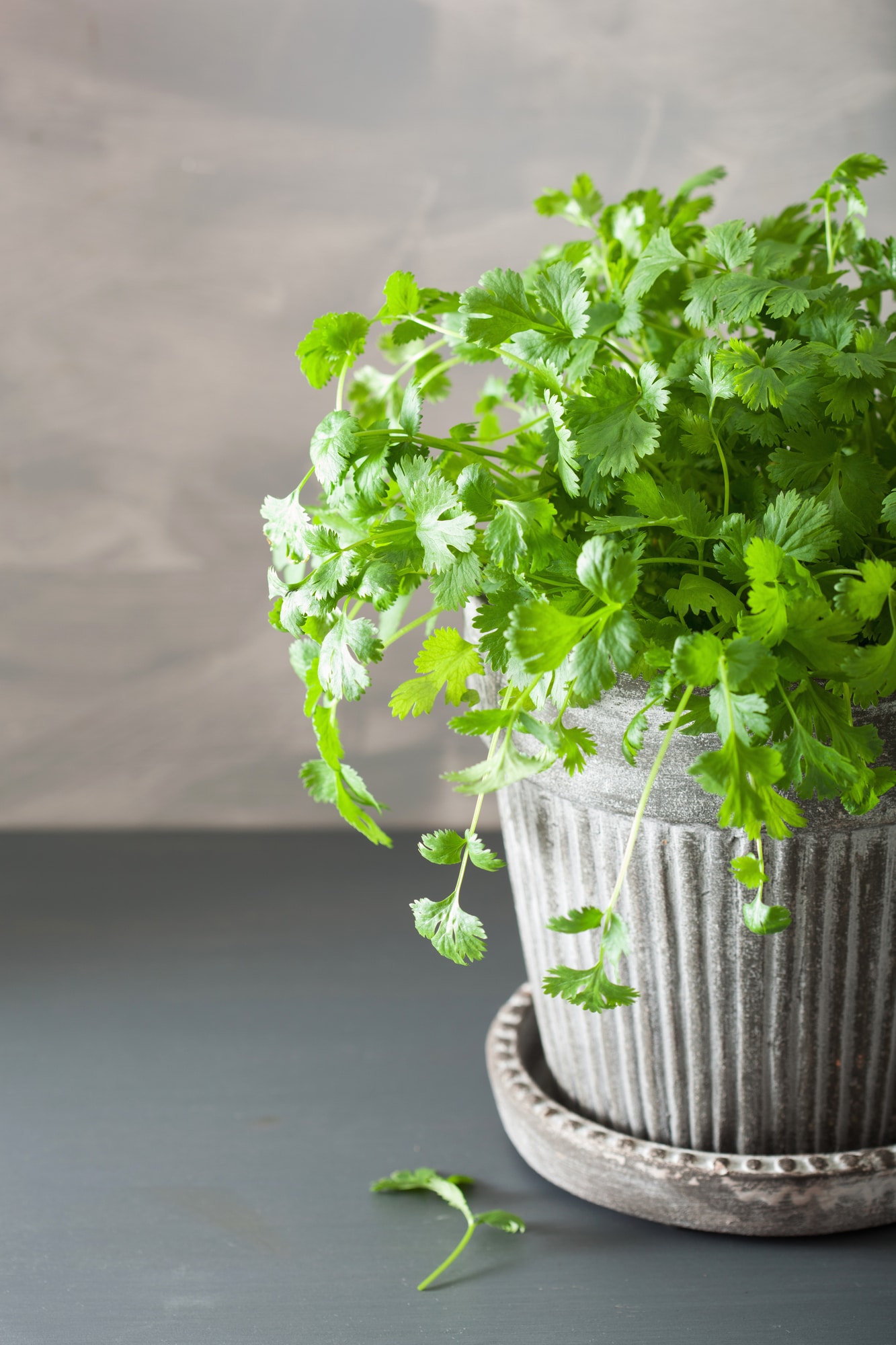 How to Grow Cilantro in a Pot