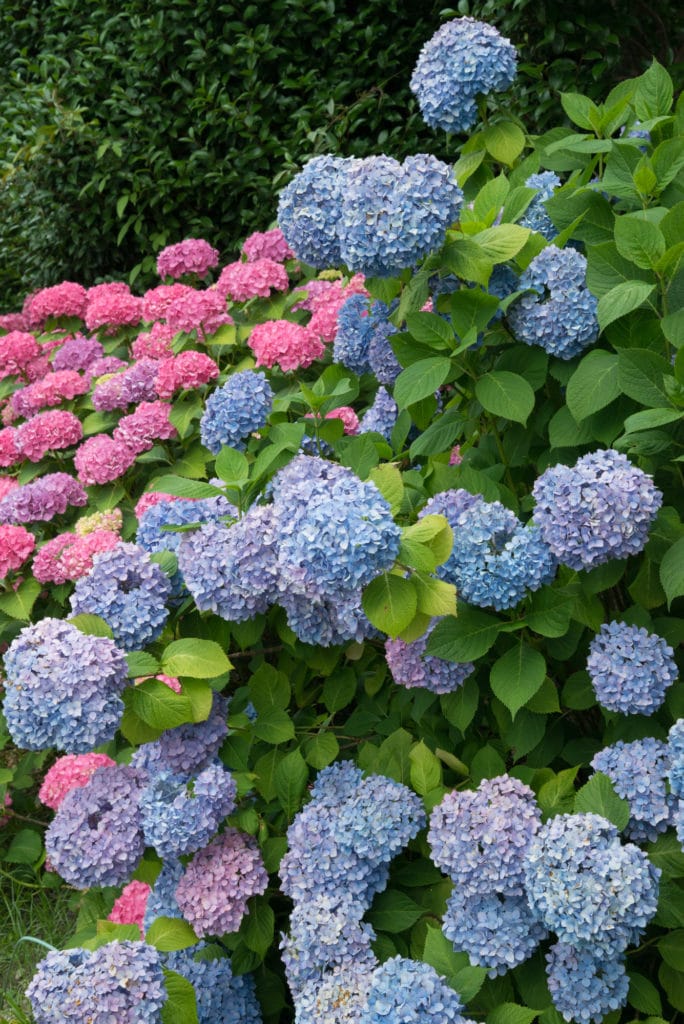 Hydrangeas make beautiful shade perennials!