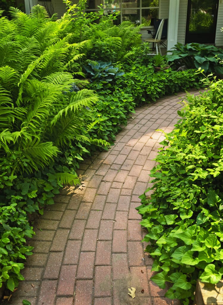 Walkways border filled with shade perennial plants