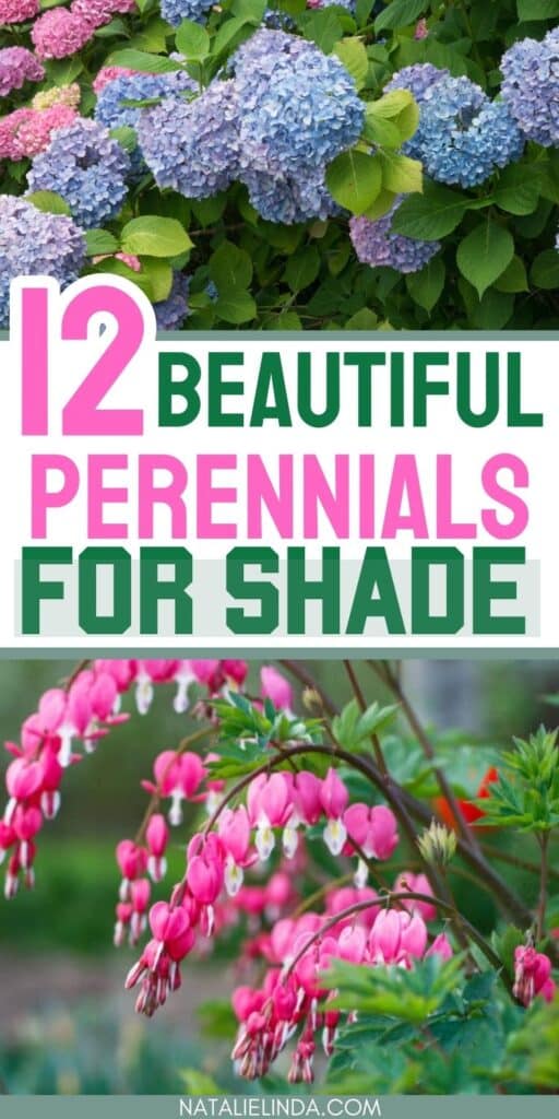 Beautiful perennial plants and flowers that thrive in the shade