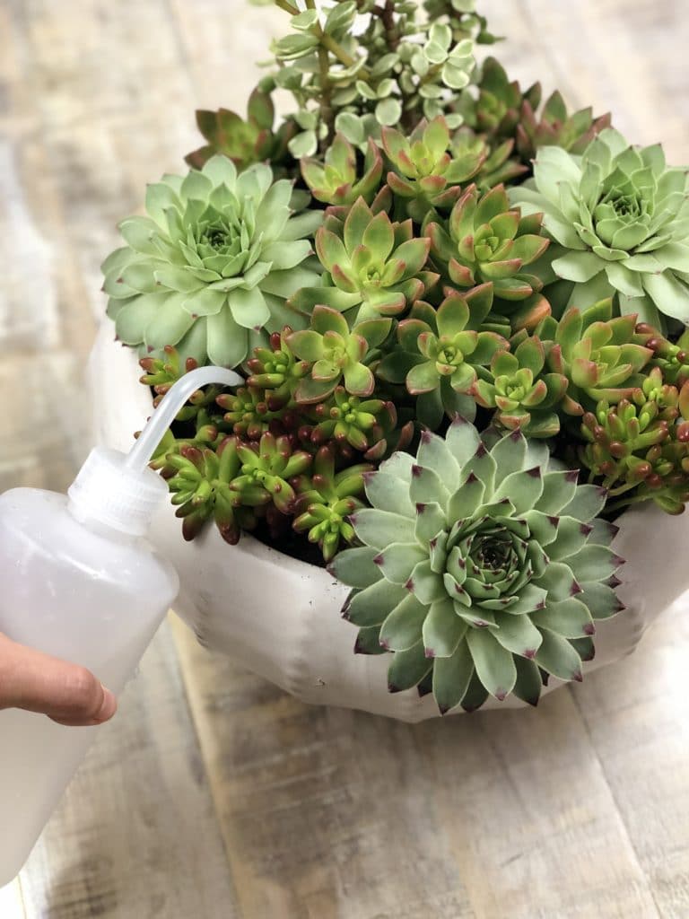 Watering hens and chicks succulents with a watering squeeze bottle!