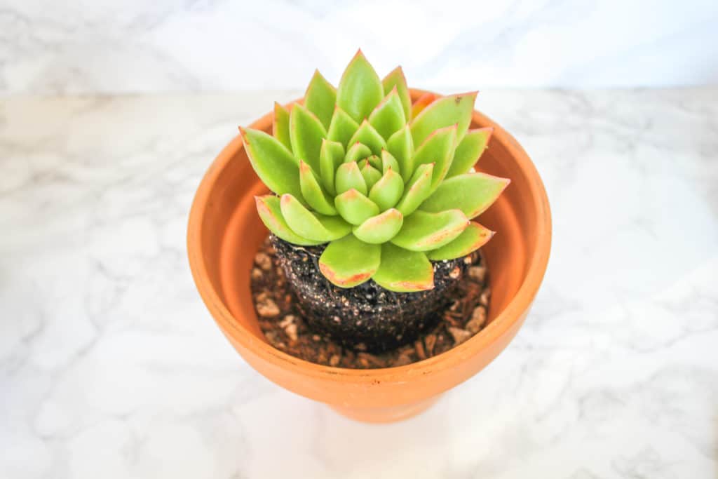 What is a succulent? Succulents are hardy plants - learn how to take care of succulents with this easy growing guide!