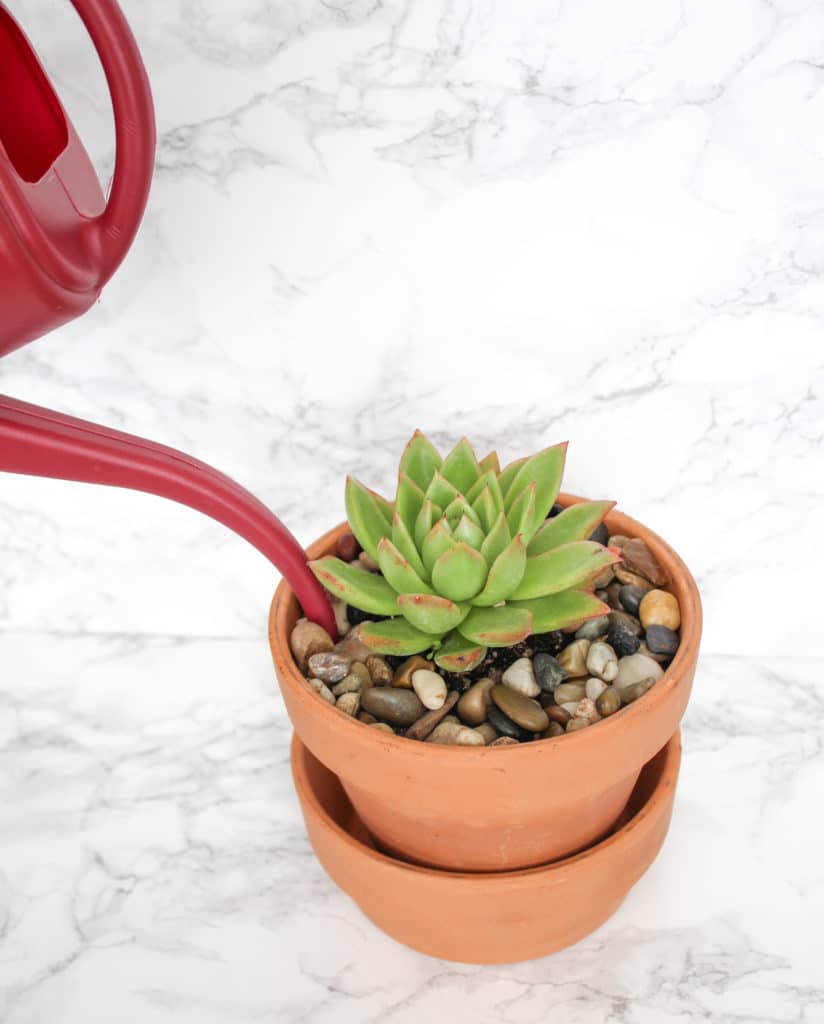 Watering a rosette succulent using a watering can.