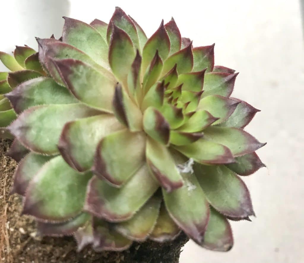 Hens and Chicks succulent with a mealybug web on the leaf.