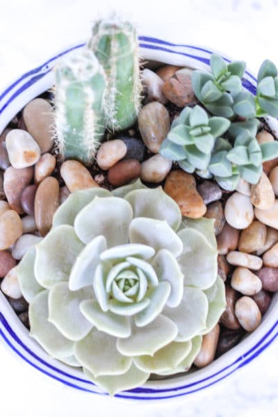 How to Water Succulents