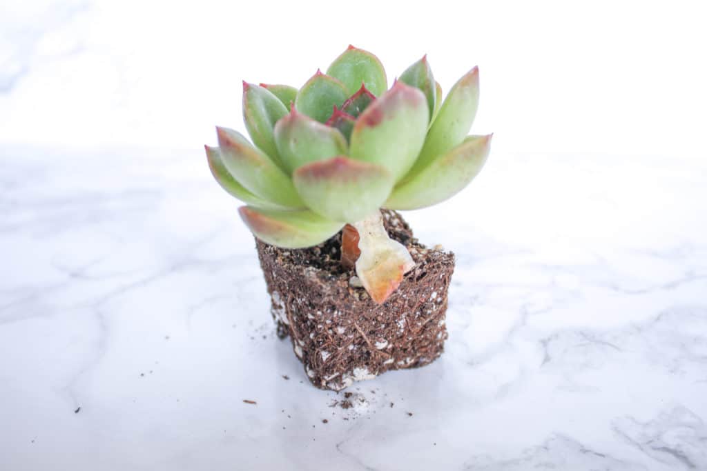 dry leaves on succulents