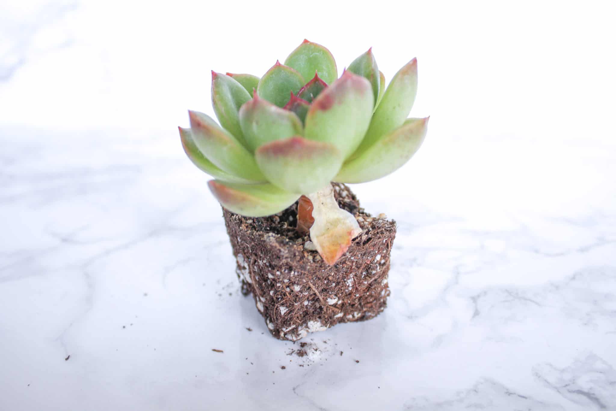 How to Water Succulents - the Right Way - Natalie Linda