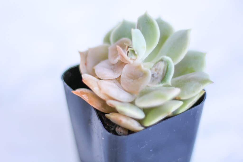 An echeveria succulent planted in a black plastic pot. The succulent leaves are rotting from being overwatered and are turning mushy and transluscent.