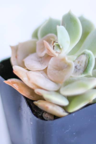 What’s Wrong with My Succulent?