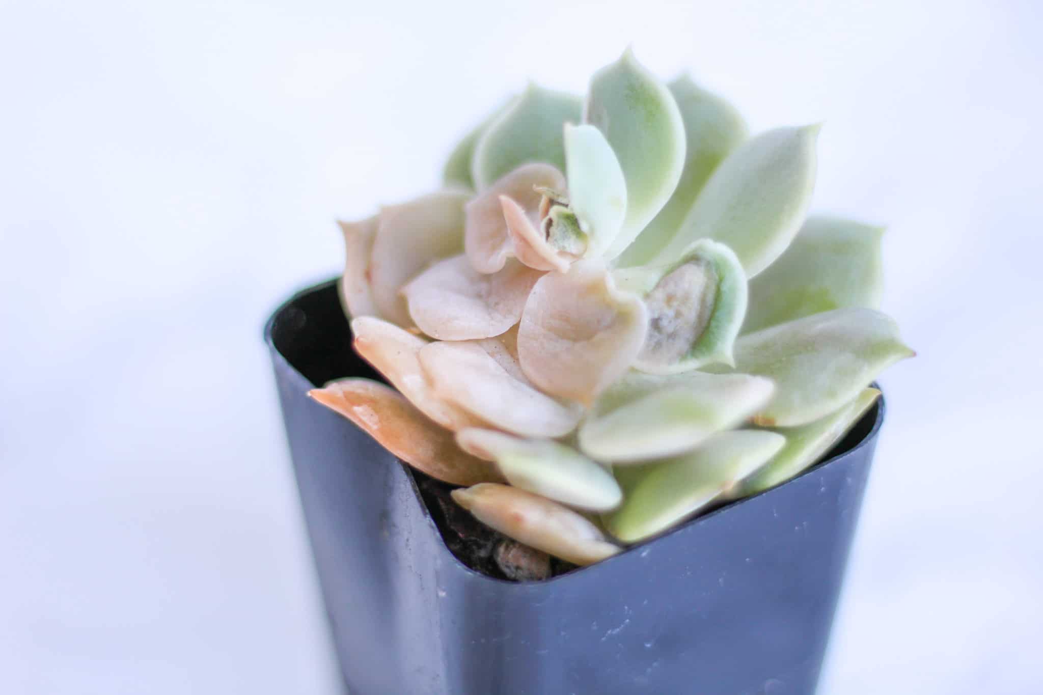 What’s Wrong with My Succulent?! Learn to Diagnose and Resolve Common Succulent Problems