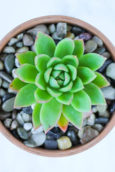 Succulents 101: How to Care for Succulents