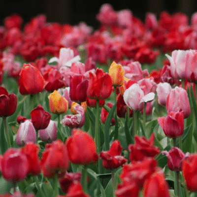8 Spring-Blooming Bulbs to Plant in the Fall