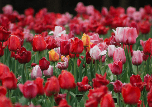 tulip header - Natalie Linda