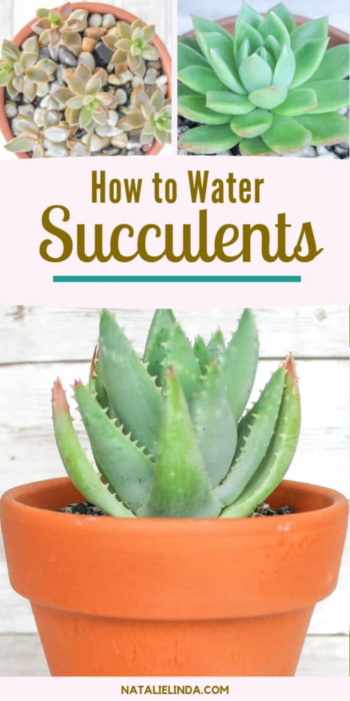 How To Water Succulents The Right Way Natalie Linda   Water Succulents 512x1024 