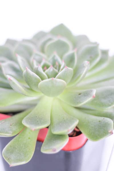 How to Get Rid of Mealybugs on Your Succulents