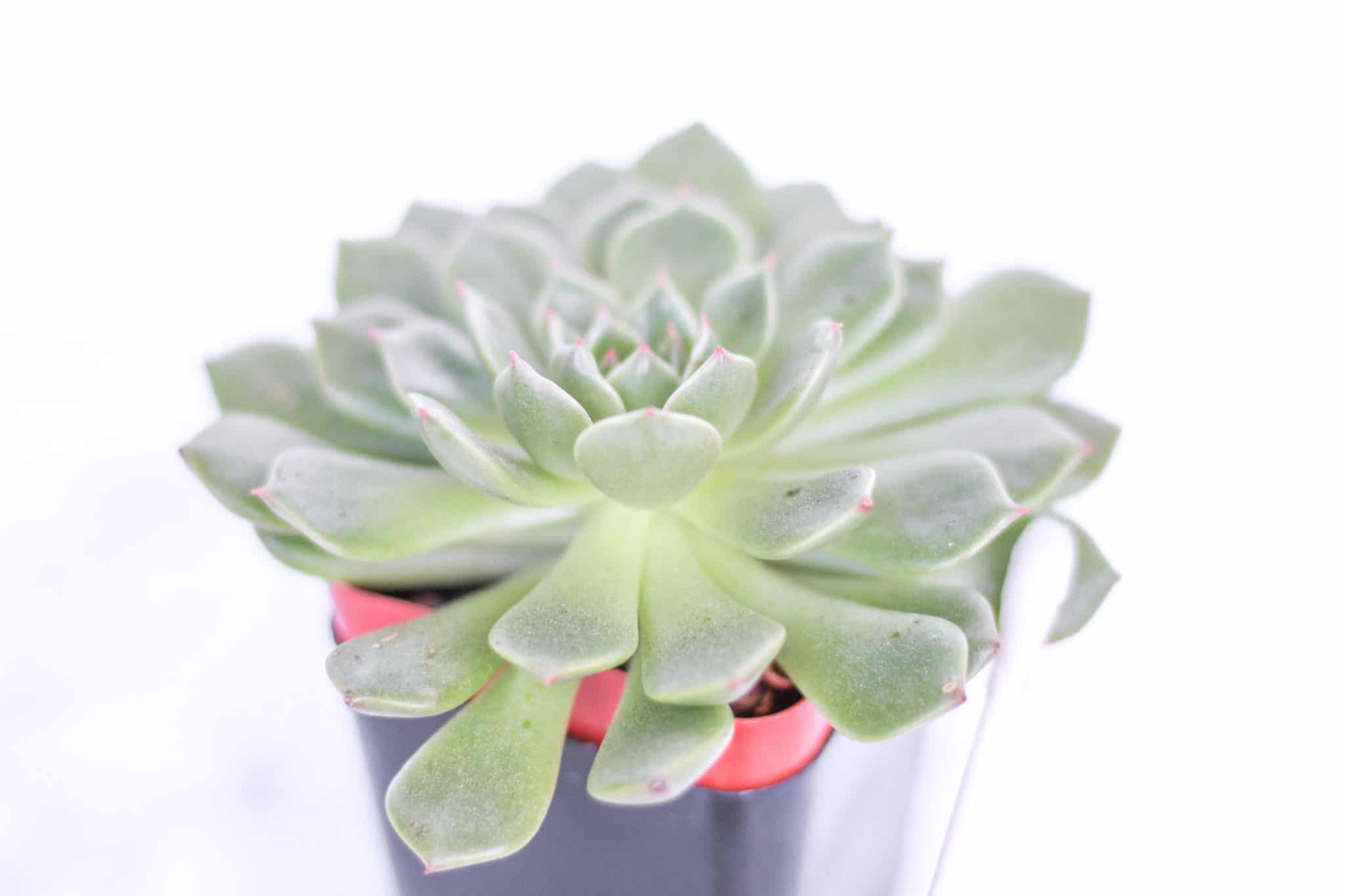 How to Easily Get Rid of Mealybugs on Succulents