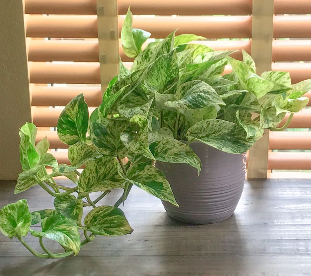 A marble queen pothos plant sitting on a brown table.