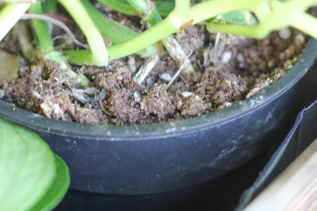 Fungi on a Pothos Plant caused by Overwatering