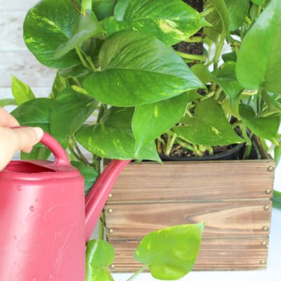 How to Care for a Pothos Plant