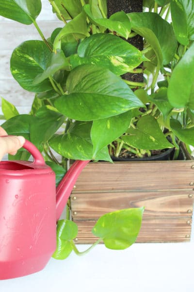 How to Care for a Pothos Plant