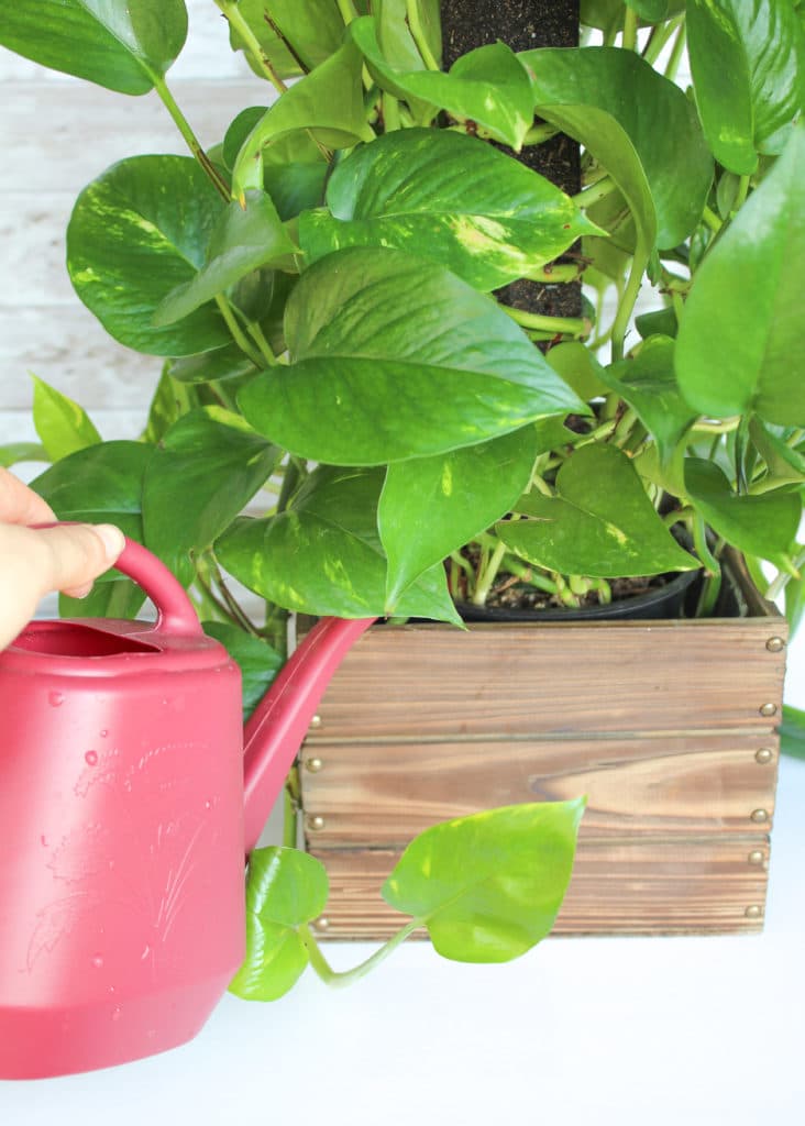 Watering a pothos plant with a small watering can.