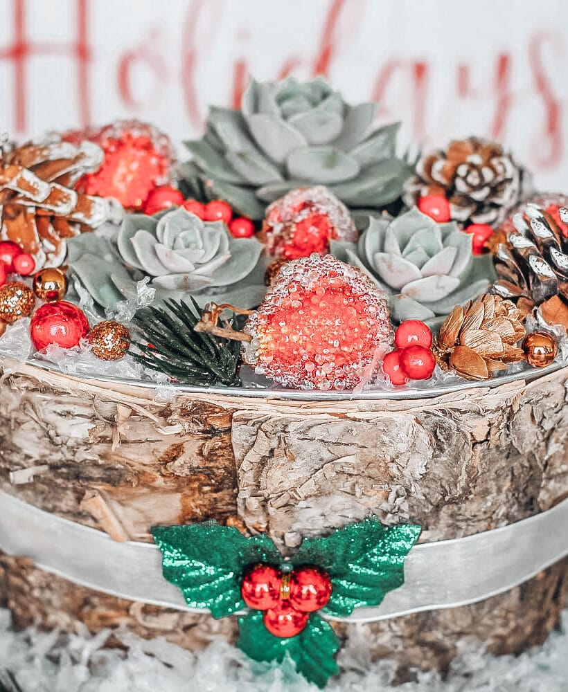 Succulents Christmas Craft