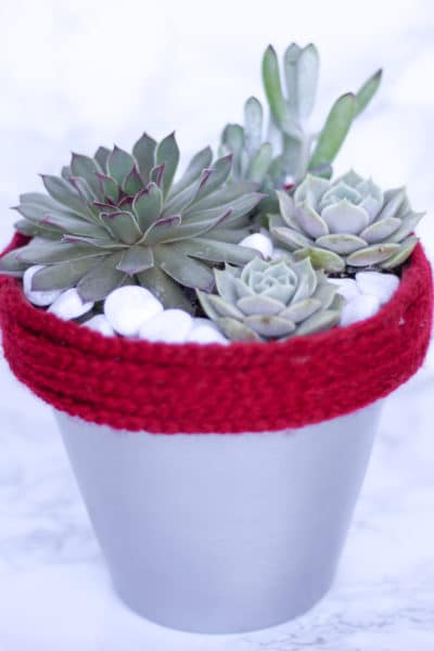 How to Fertilize Succulents