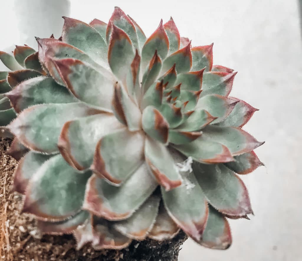 Mealybug on Succulents 